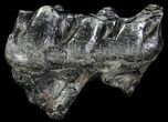 Gomphotherium (Mastodon Relative) Molar - South Carolina #66083-1